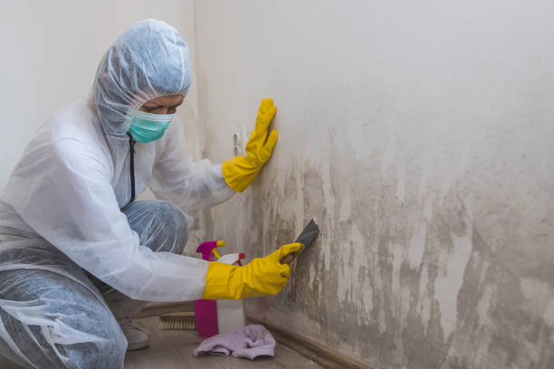 Professional Mold Remediation in Gosnell, AR